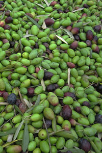 Olive tree varieties